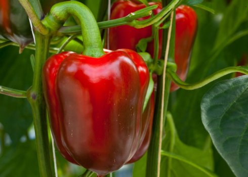 Методи боротьби з шкідниками перцю в теплиці