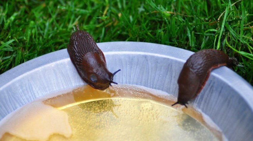 Пивна приманка для слимаків Пивна приманка для слимаків