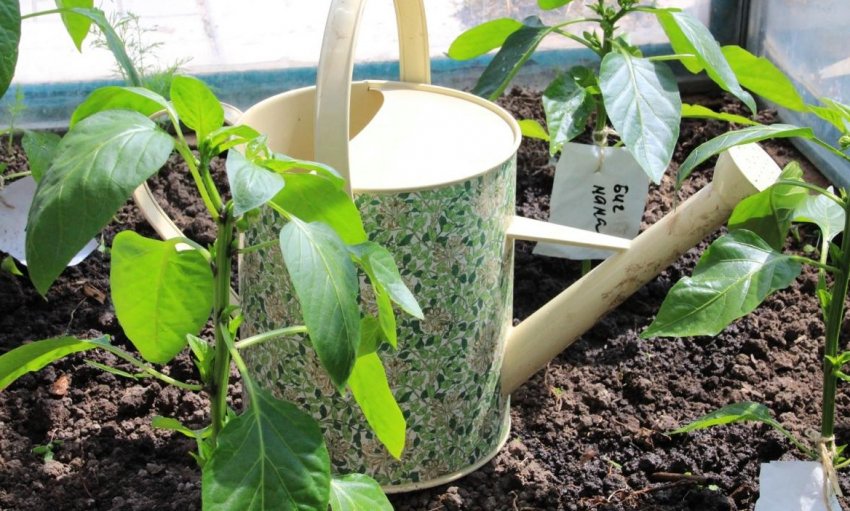 Обробка перцю від шкідників Обробка перцю від шкідників