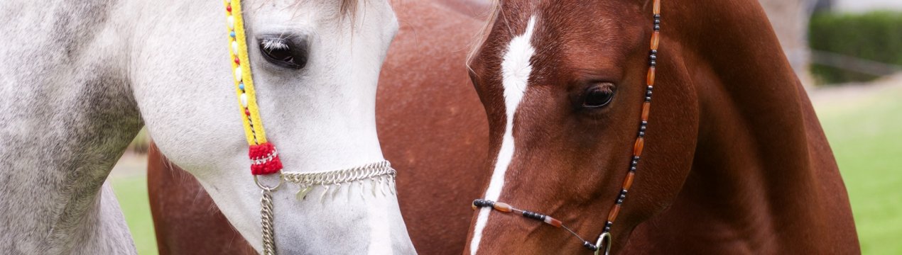 Хід конем: в Росії обговорили проблеми конярства
