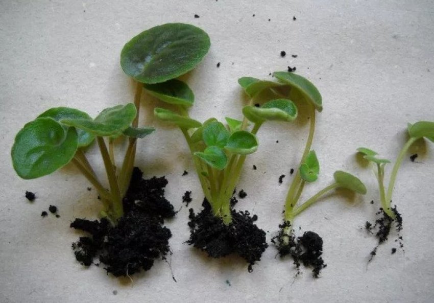 Розмноження поділом