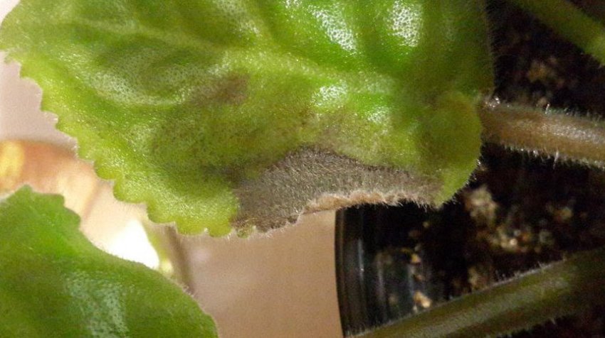 Фітофтороз