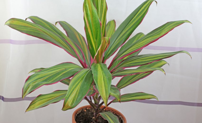 Кордилина Ківі