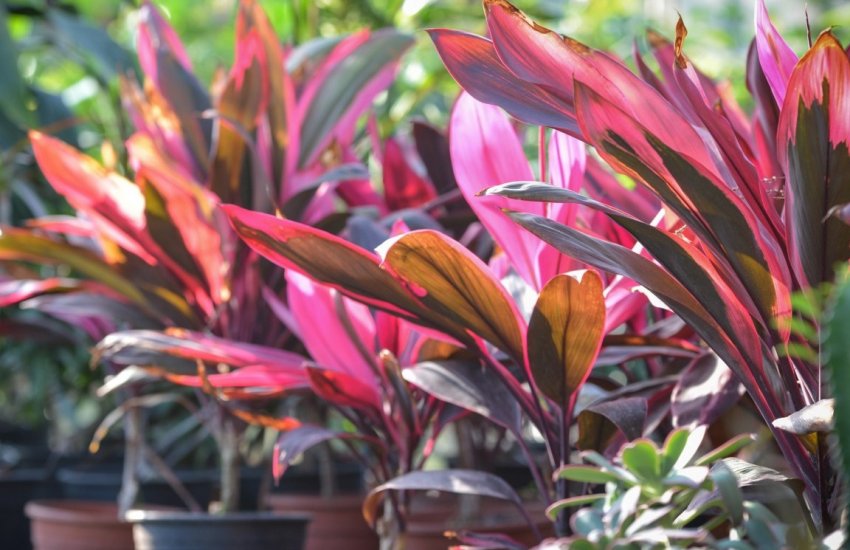 Кордилина червона