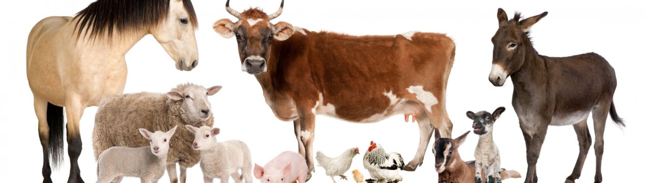 Підмосковні тварини потраплять в зону підвищеного комфорту