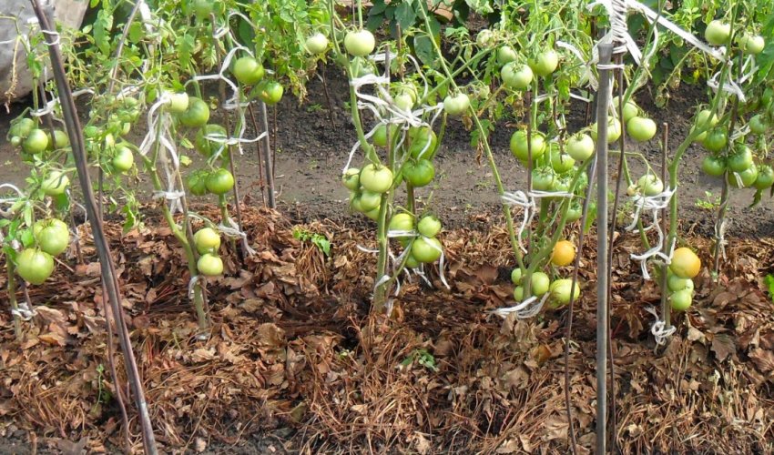 Мульчування