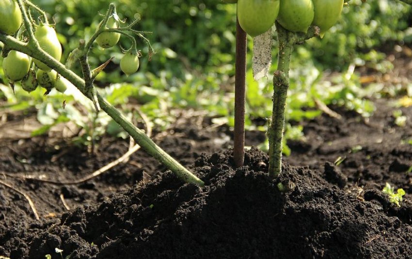 Підгортання