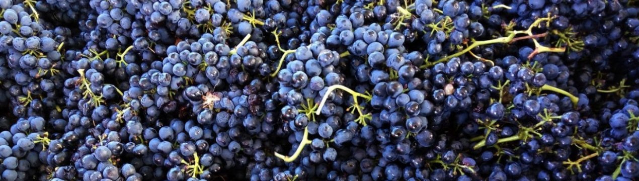 Сорт винограду Шираз: опис, корисні властивості