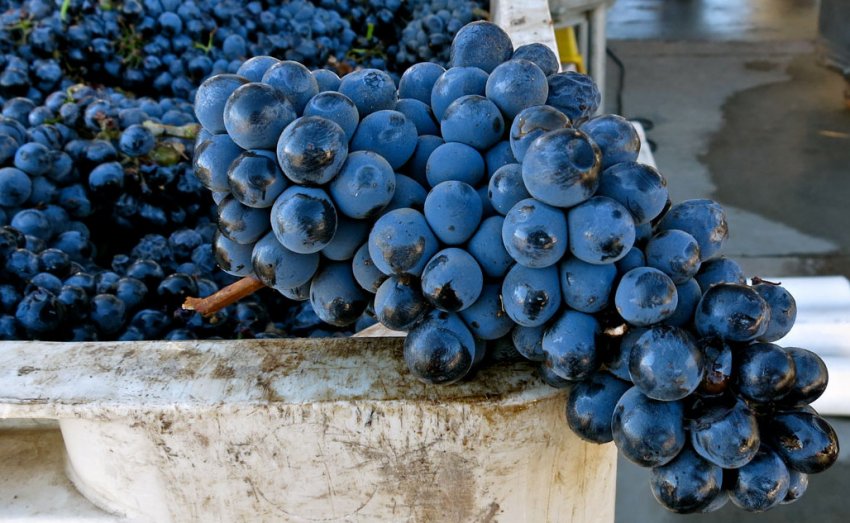 Виноград Сіра