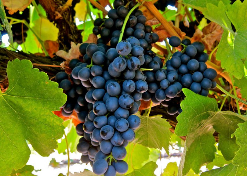 Виноград сорту Шираз