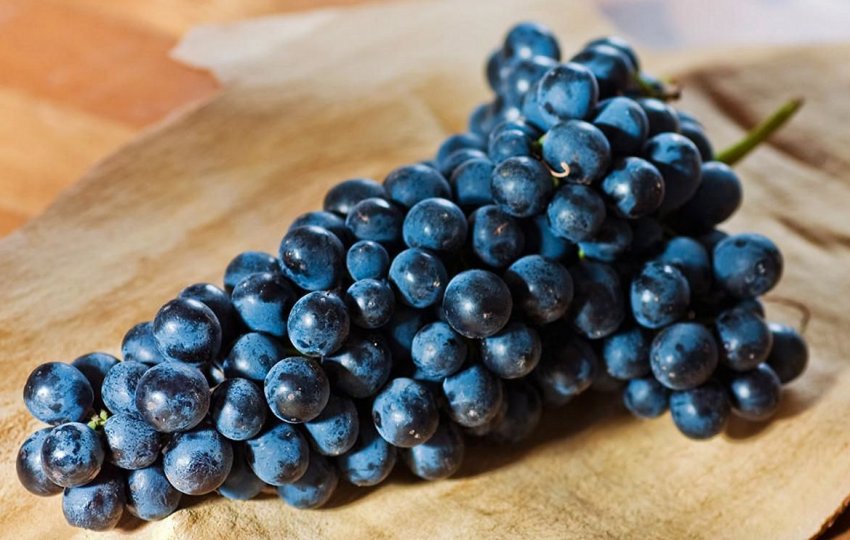 Виноград Сіра/Шираз