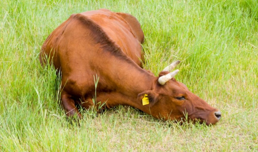Как вылечить понос у коров народными средствами thumbnail