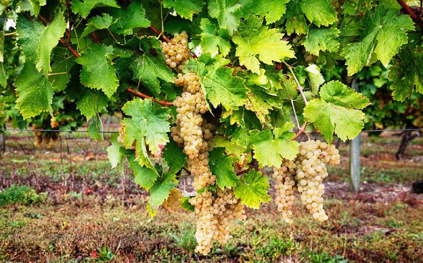 какие сорта винограда используют для коньяка. Смотреть фото какие сорта винограда используют для коньяка. Смотреть картинку какие сорта винограда используют для коньяка. Картинка про какие сорта винограда используют для коньяка. Фото какие сорта винограда используют для коньяка