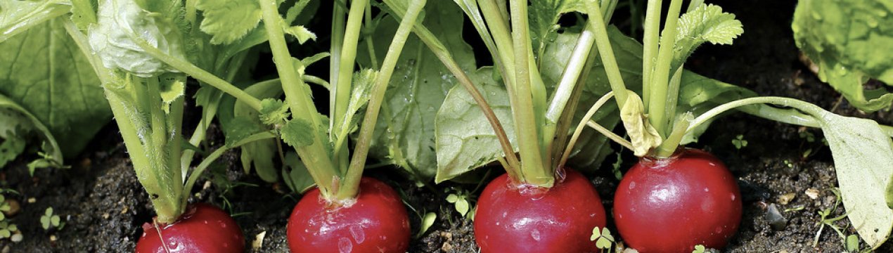 Сорт редису Черриэт: характеристика, агротехніка вирощування