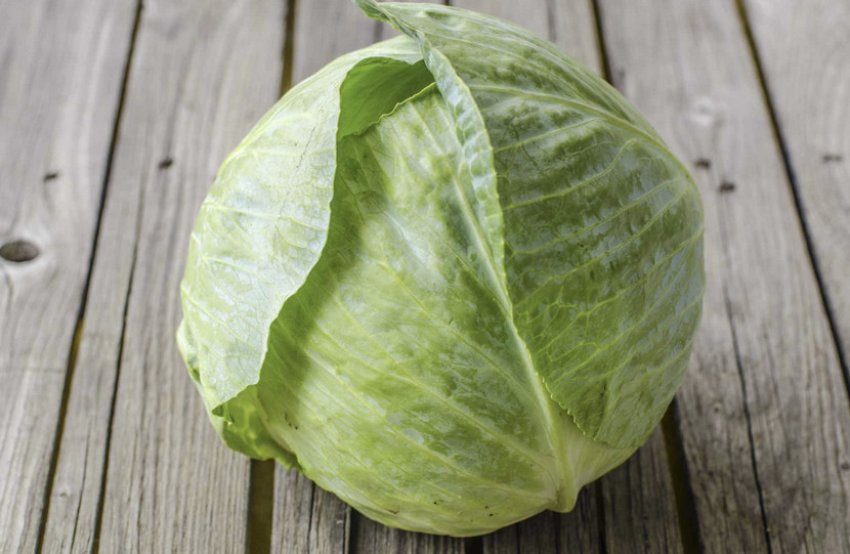 Капуста Капуста