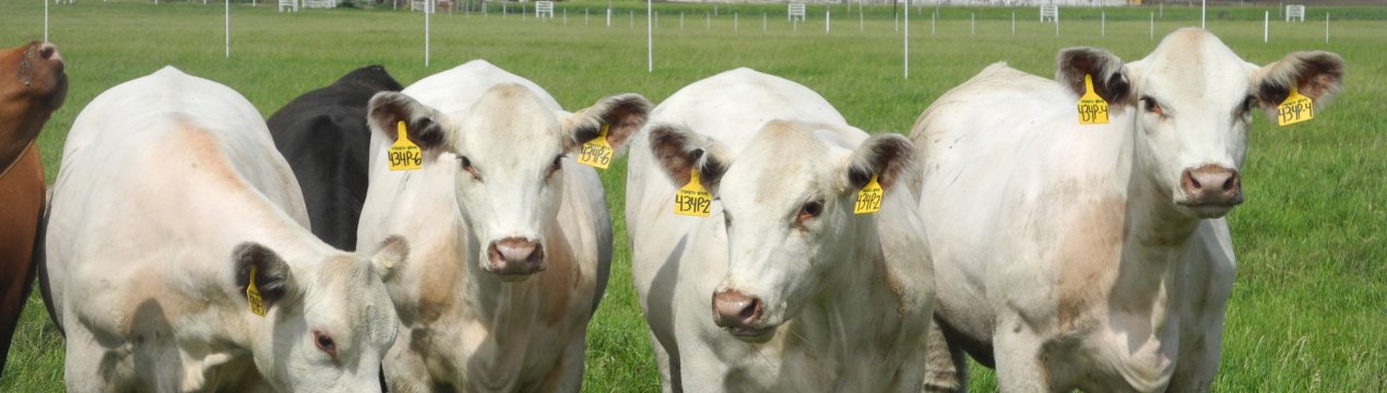 На кубанських корівок наділи нашийники з датчиками активності