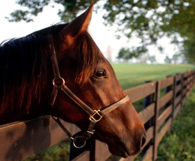 У Татарстані повертають до життя улюблену коня Чингісхана