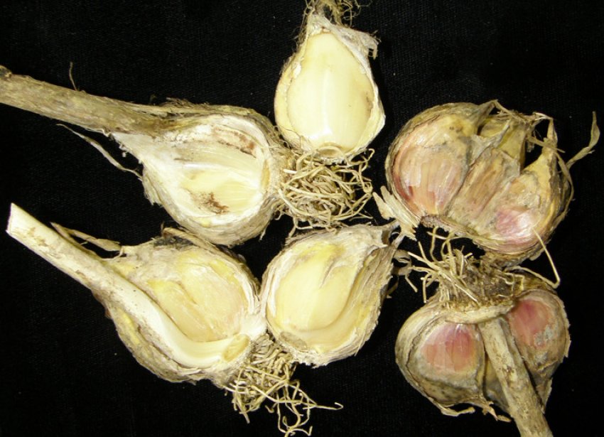 Шейковая гнилизна Шейковая гнилизна