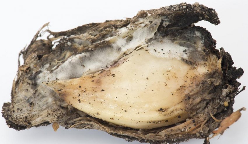 Біла гнилизна Біла гнилизна