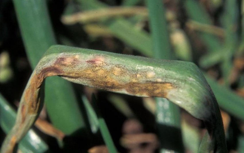 Несправжня борошниста роса Несправжня борошниста роса