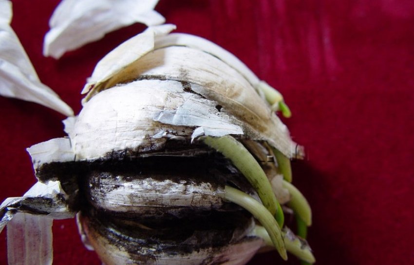 Чорна цвіль Чорна цвіль