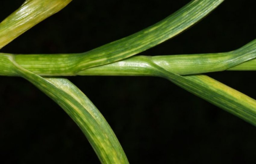 Мозаїка Мозаїка