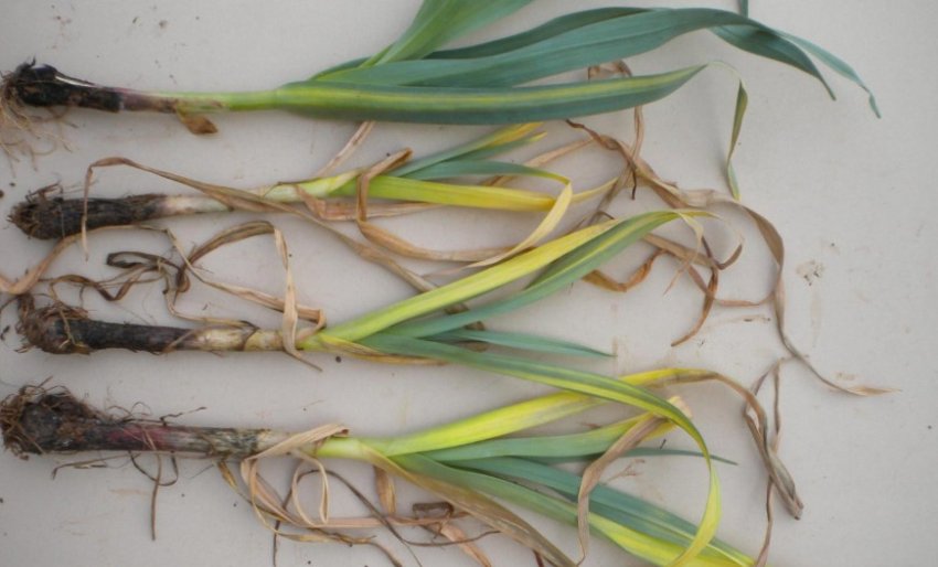 Жовта карликовість Жовта карликовість