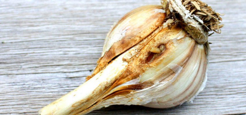 Цибульна муха Цибульна муха