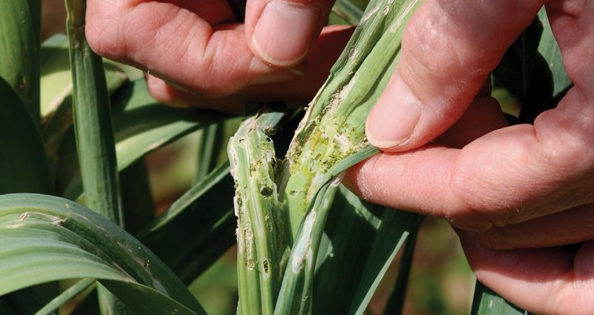 Цибульна моль Цибульна моль