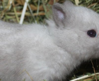 Як зробити ніпельну поїлку для кроликів своїми рукам?