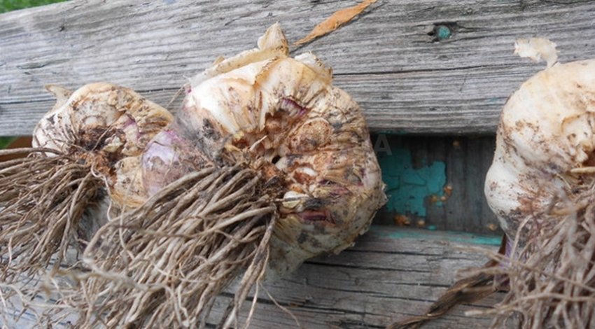 Часникова нематода Часникова нематода