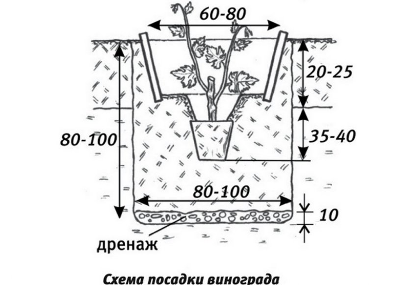 Схема посадки винограду Схема посадки винограду