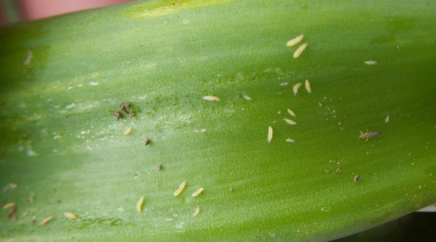 Тютюновий трипс Тютюновий трипс