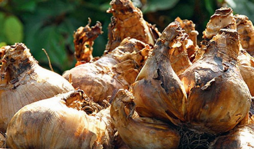 Кореневої кліщ Кореневої кліщ