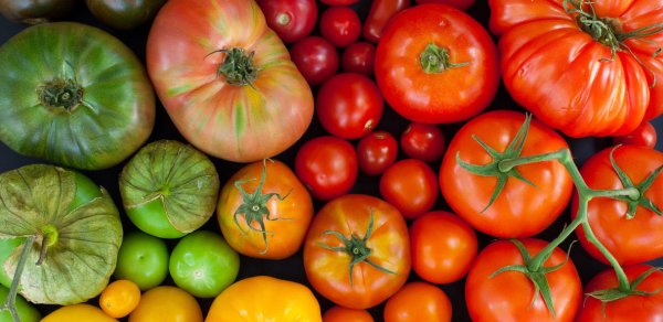 Детерминантные и индетерминантные сорта помидор: в чем разница и что это такое
