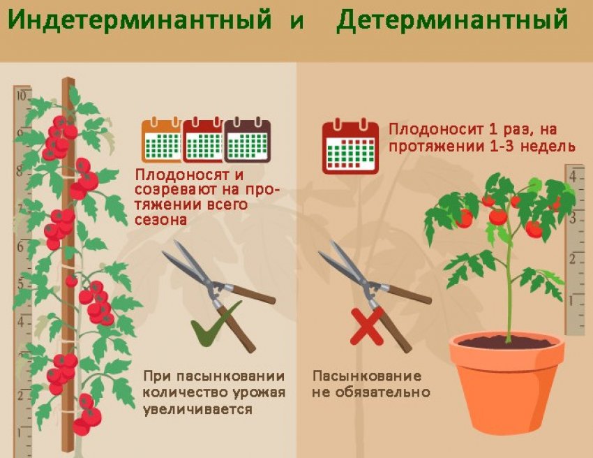 Отличие детерминантных и индетерминантных томатов