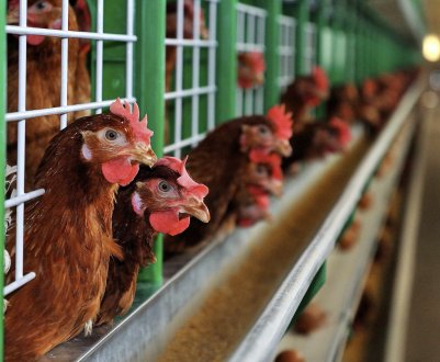 Кліткове утримання курей в домашніх умовах: особливості та основні правила