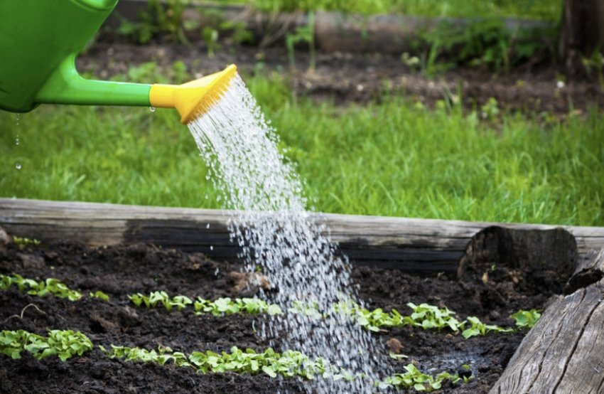 Полив редиски