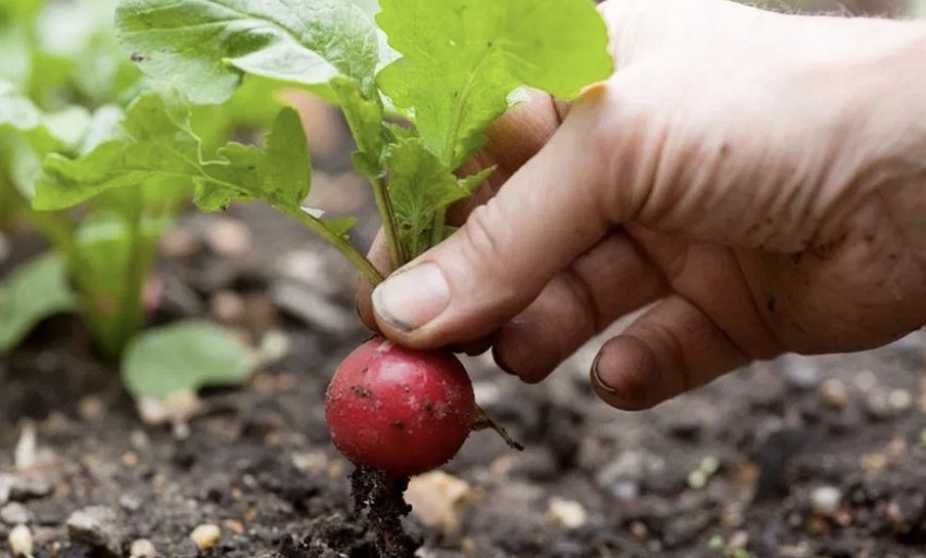 Збирання врожаю редиски