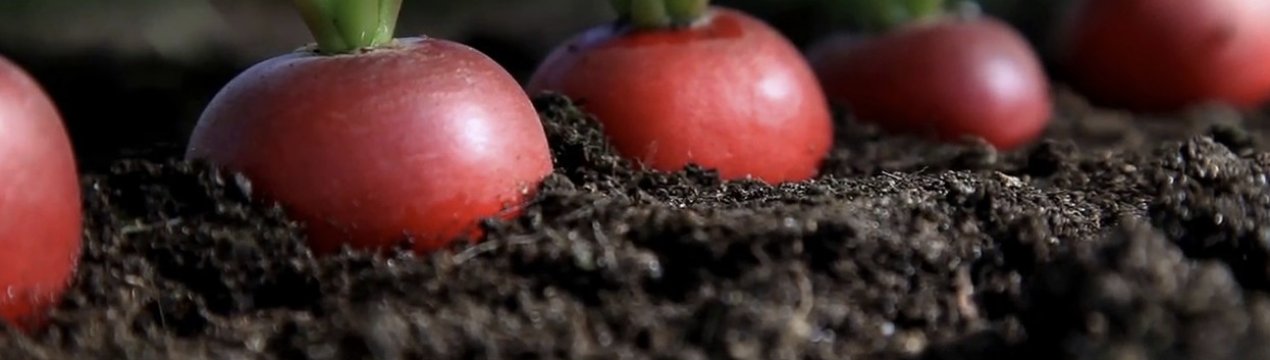 Сорт редису Селеста: характеристика, агротехніка вирощування