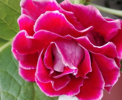 Глоксинія махрова: догляд та вирощування будинку