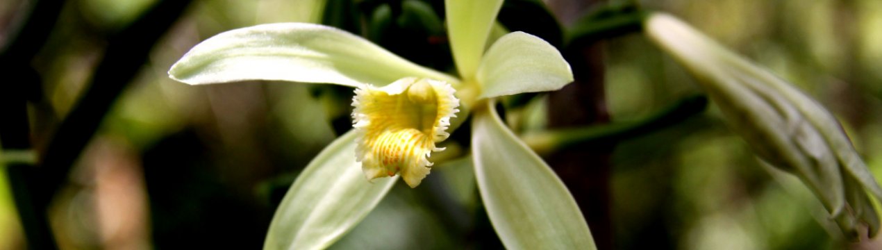 Орхидея Ваниль: описание, особенности ухода