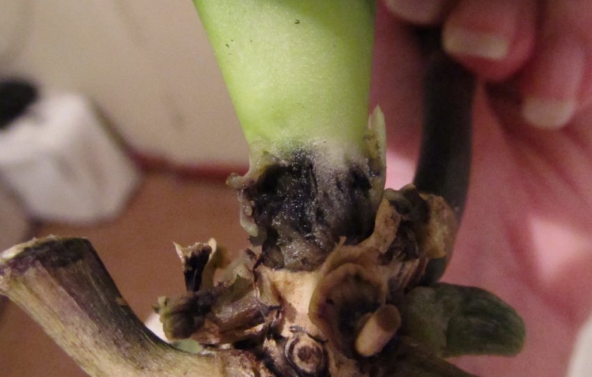 Стовбурова гниль Стовбурова гниль