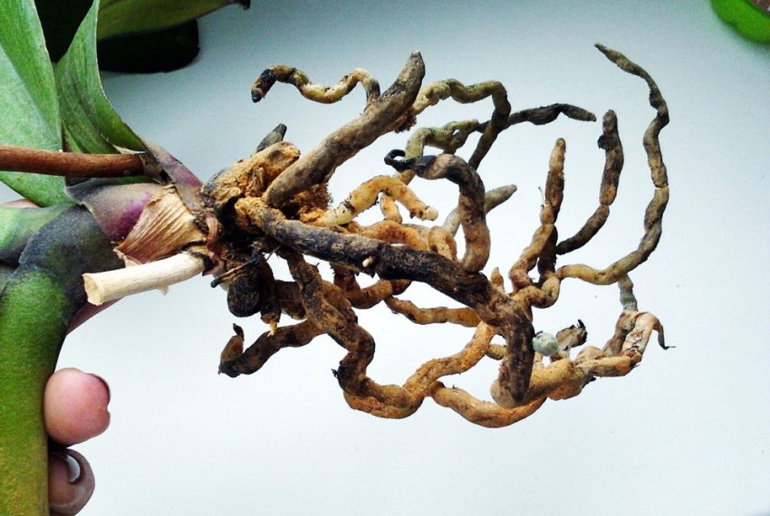 Коренева гниль Коренева гниль