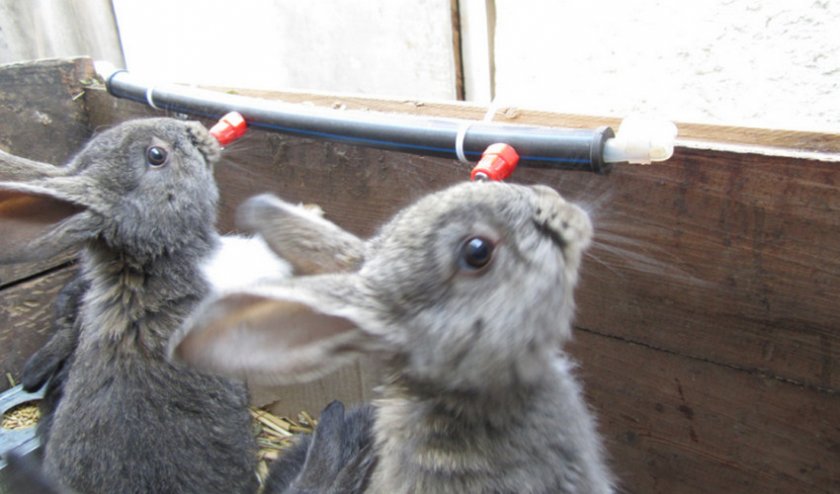 Ниппельные поилки для кроликов