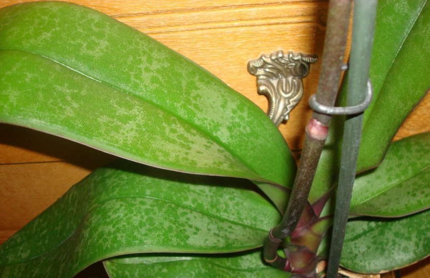 Плями світлого відтінку на листках Плями світлого відтінку на листках