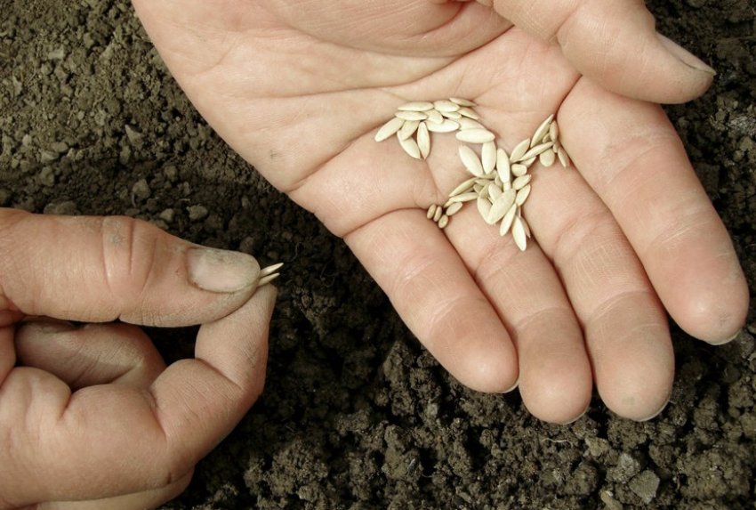 Посів огірків в грунт Посів огірків в грунт