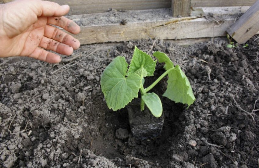 Висадка розсади огірків Висадка розсади огірків
