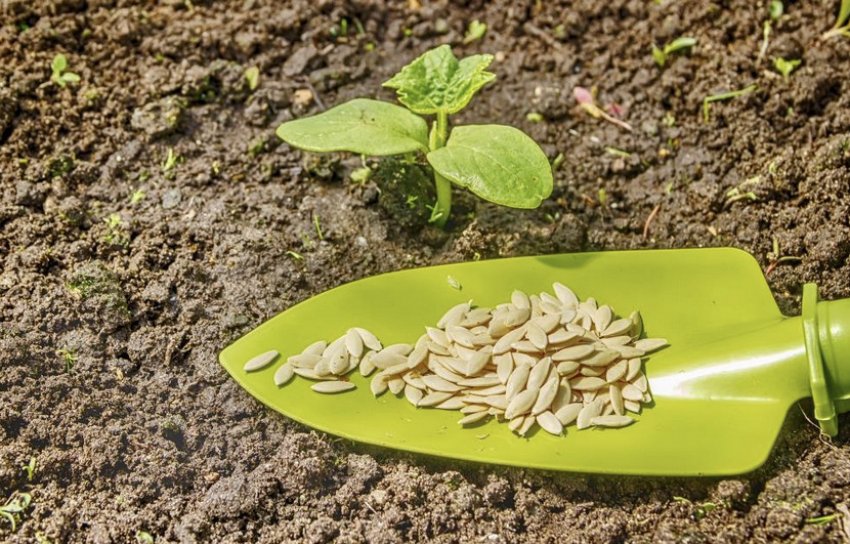 Посадка насіння у відкритий ґрунт Посадка насіння у відкритий ґрунт