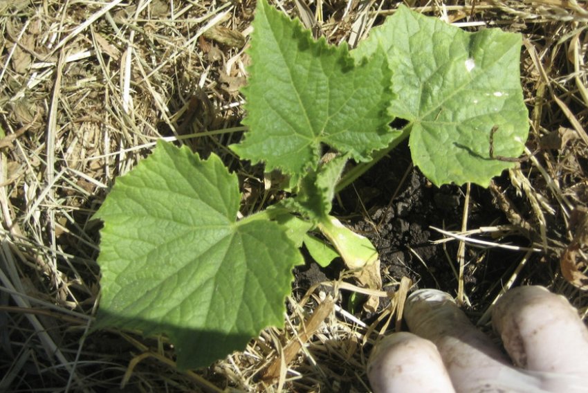 Мульчування грунту Мульчування грунту